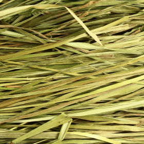 Tomkovica voňavá (Zubrovka, Sweet Grass)