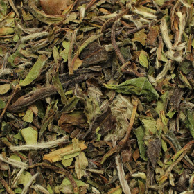 Čajovník čínsky - biely čaj Pai Mu Tan

