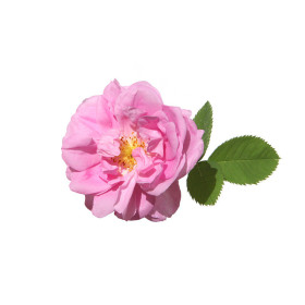 Ruža z Damašku Bulharská