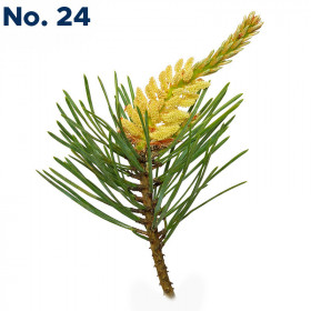 Pine No. 24