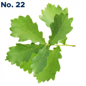Oak No. 22