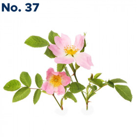 Wild Rose No. 37